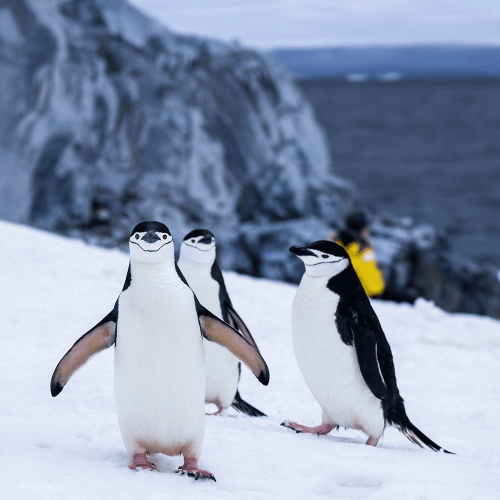 Alaska cruise destination